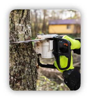 Tree Pruning & Cutting